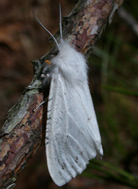 Spilosoma congrua Spilosoma congrua